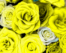 Green Increase to Maximum