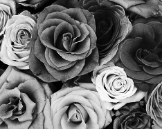 Dark Gray Shades