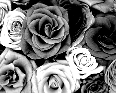 Colors Converted To High Contrast Picture, of Gray Shades - 1