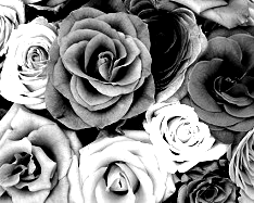 Colors Converted To High Contrast Picture, of Gray Shades - 2