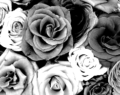 Colors Converted To High Contrast Picture of Black, White, Gray - 2