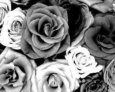 Colors Converted To High Contrast Picture of Black, White, Gray - 3