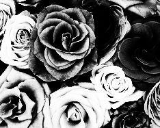 gray scale colors picture