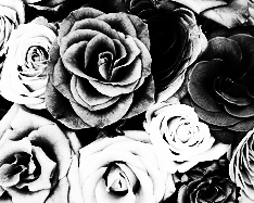 gray scale colors picture