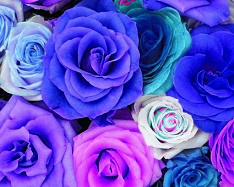 Hue and contrast change, color replace by blue - 1