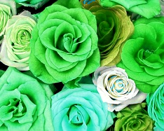 Hue and contrast change, color replace by green - 2