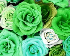 Hue and contrast change, color replace by green - 3