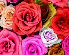 Hue and contrast change, Shift Hue, Pink Tint - 1
