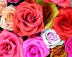 Hue and contrast change, Shift Hue, Pink Tint - 2