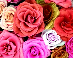 Hue and contrast change, Shift Hue, Pink Tint - 3