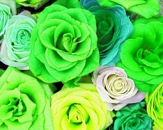 Hue Shift, Lime Prominent