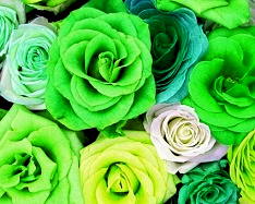 Hue and contrast change, Shift Hue, Lime Tint - 1