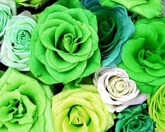 Hue and contrast change, Shift Hue, Lime Tint  - 2