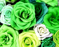 Hue and contrast change, Shift Hue, Lime Tint  - 3