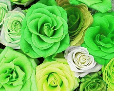 Hue and contrast change, color replace by lime - 1
