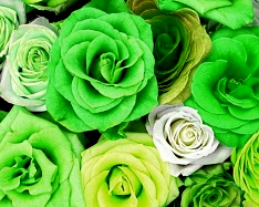 Hue and contrast change, color replace by lime - 3