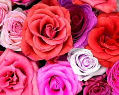 Hue change, Color Replace by Pink