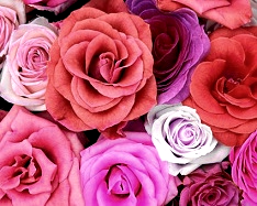 Hue and contrast change, color replace by pink - 3