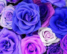 Hue and contrast change, color replace by purple - 2