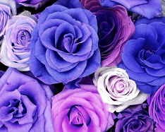 Hue and contrast change, color replace by purple - 3