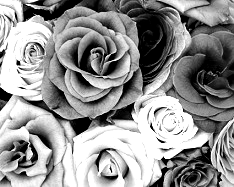 Mono Color, black and white - 2