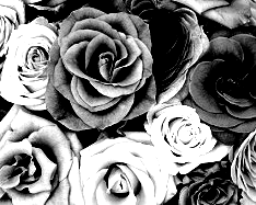 Mono Color, black and white - 3