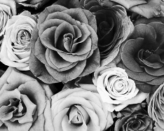 Mono Color, Dark Gray Shades - 2