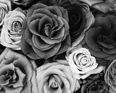 Mono Color, Dark Gray Shades - 3