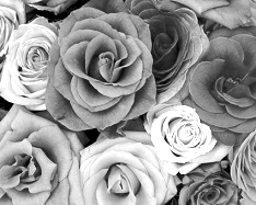 Mono Color, Gray Shades - 1