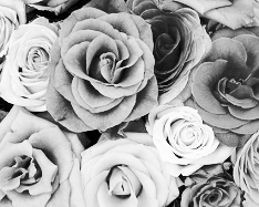 Mono Color, Gray Shades - 2