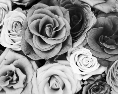 Mono Color, Gray Shades - 3