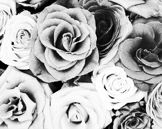 Mono Color, Light Gray Scale - 1