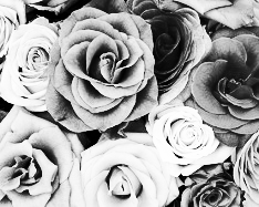 Mono Color, Light Gray Scale - 2