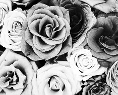 Mono Color, Light Gray Scale - 3
